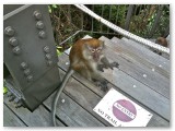 Monkey on Tree Top Walk