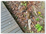 Monkeys in MacRitchie Park